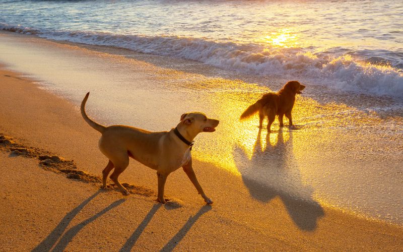perros en la playa de denia